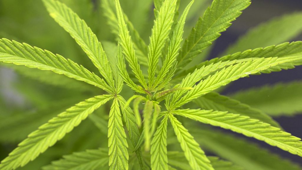 Indica, Sativa and Hybrid Explained Hamilton Weed Dispensary Dacanna